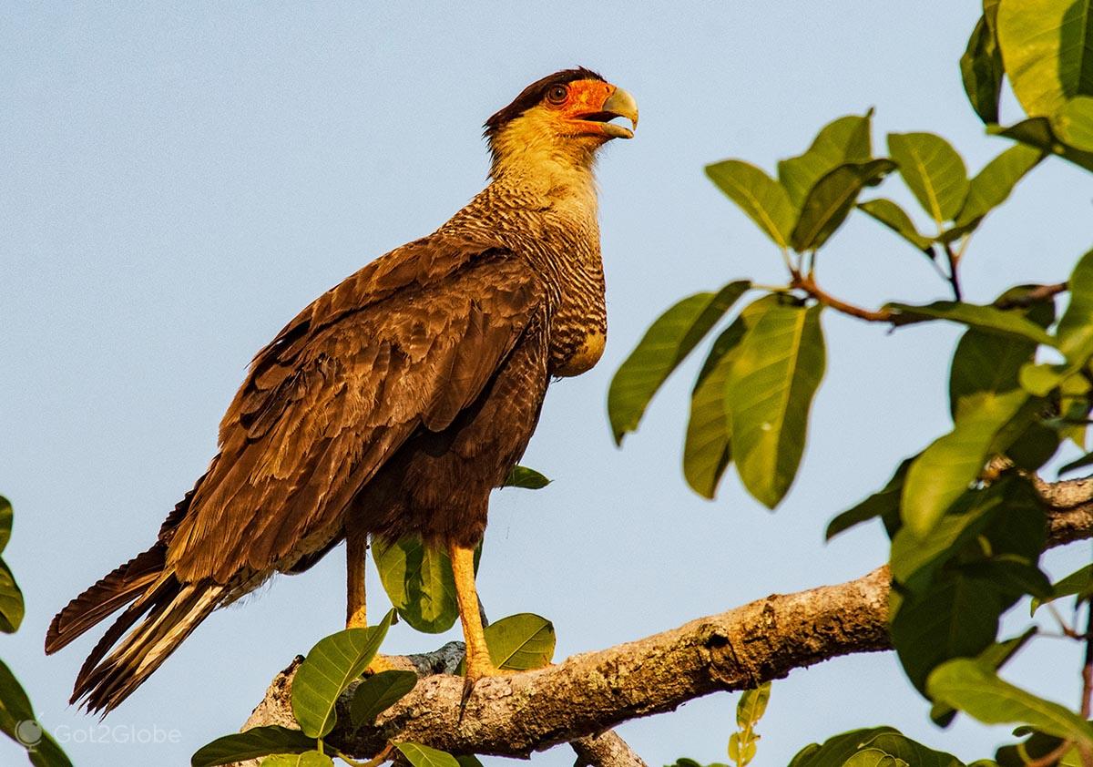 Transpantaneira Pantanal Nos Confins Do Mato Grosso Brasil Got2Globe