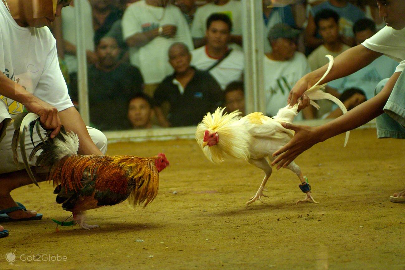 Quando Só As Lutas De Galos Despertam As Filipinas Got2globe