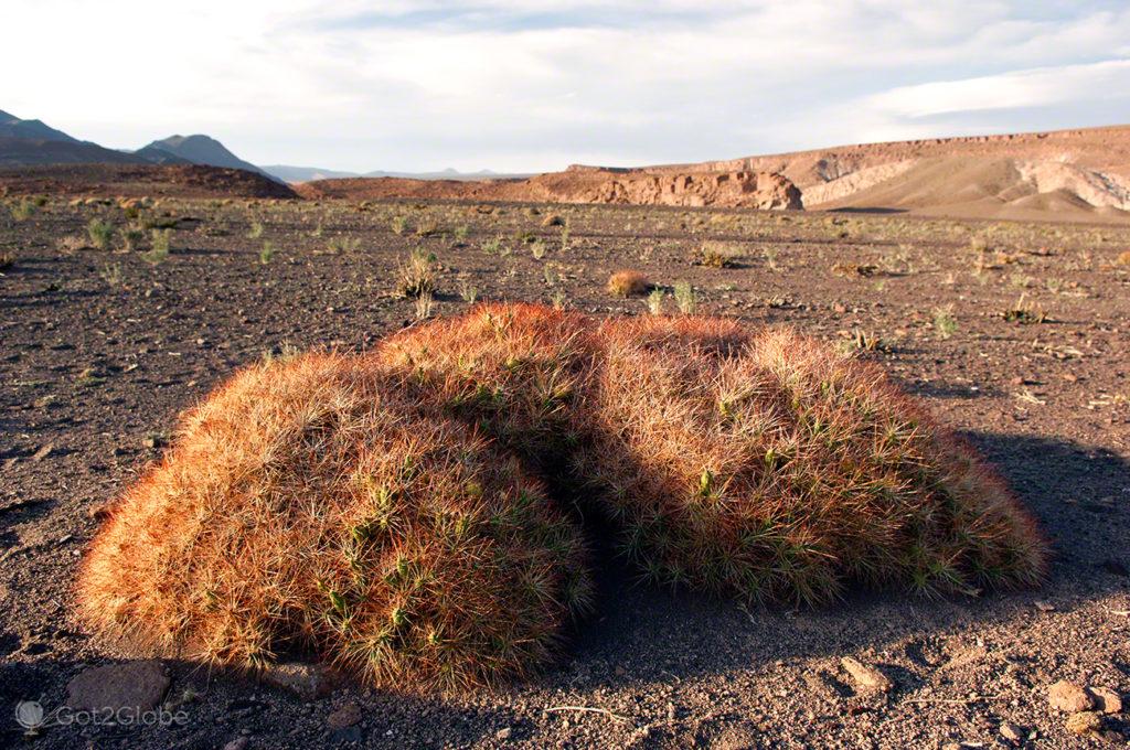 Vida espinhosa, Vida nos limites, Deserto Atacama, Chile