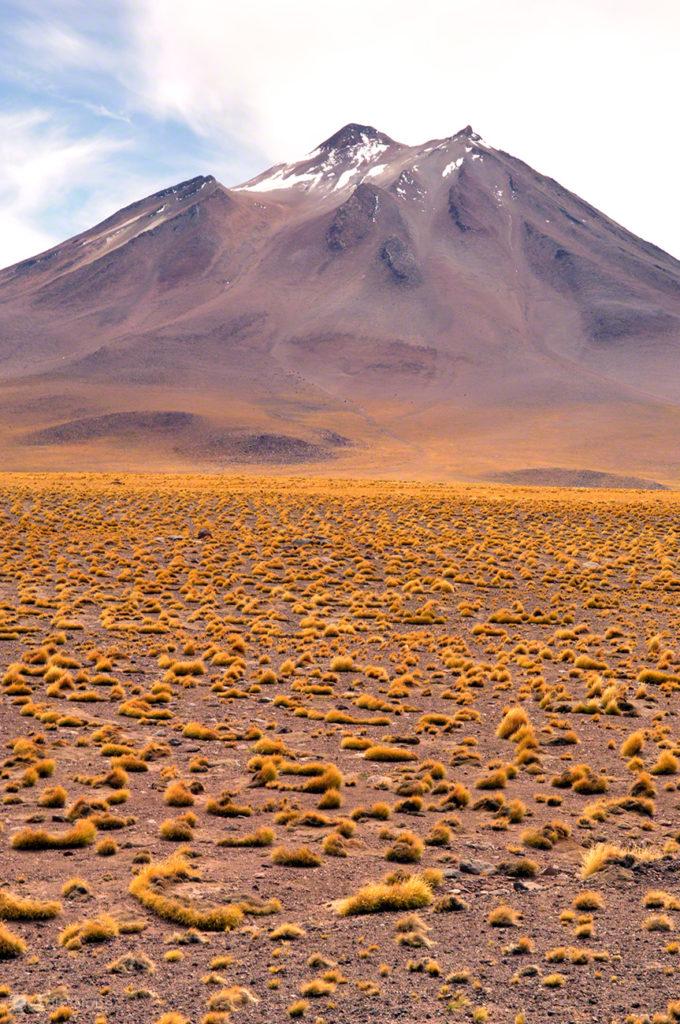 Cardones vs Montanha, Vida nos limites, Deserto Atacama, Chile