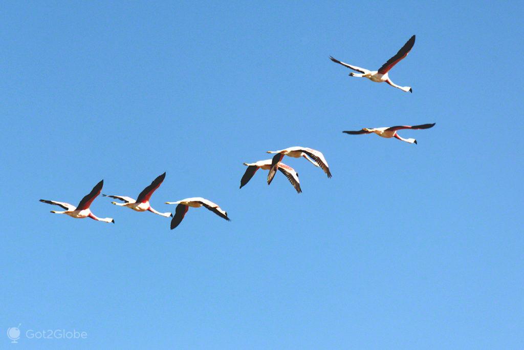 Rota dos Flamingos, Deserto Atacama, Chile