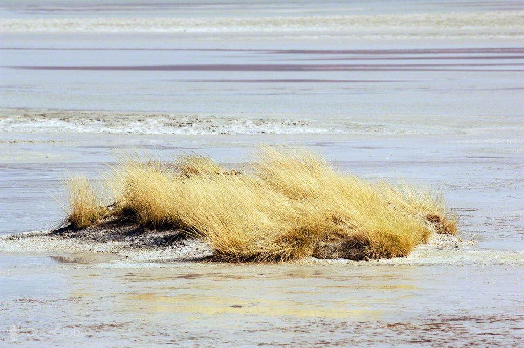 Tufo e ilha, Vida nos limites, Deserto Atacama, Chile