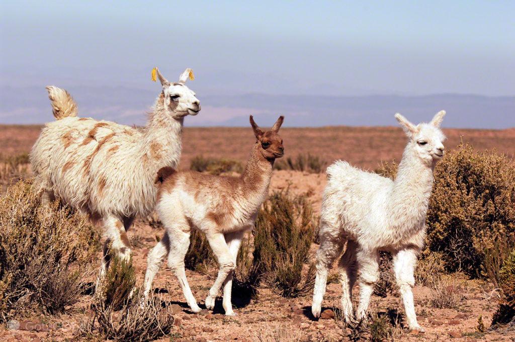 Vicunhas, Vida nos limites, Deserto Atacama, Chile