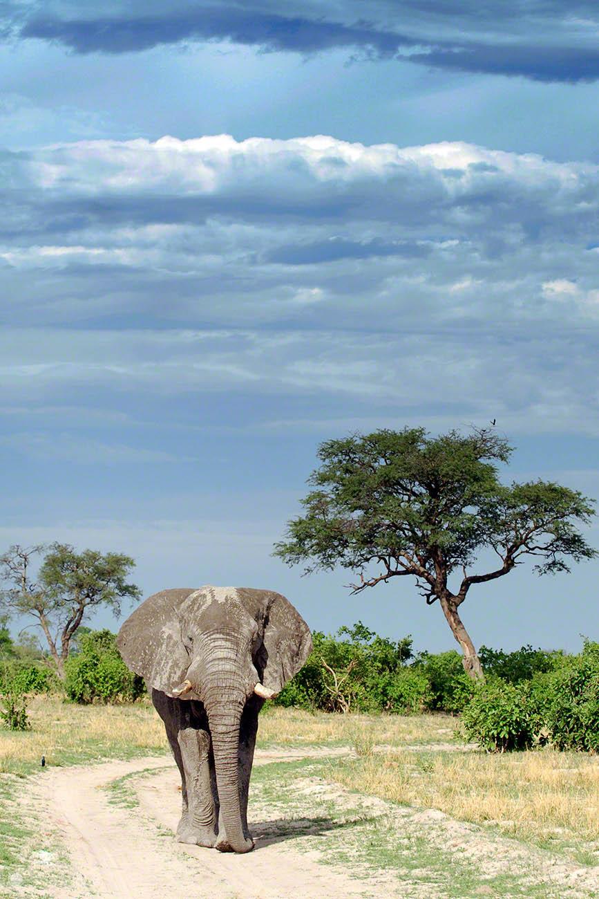 Savuti y los leones devoradores de elefantes | Botswana | Got2Globe