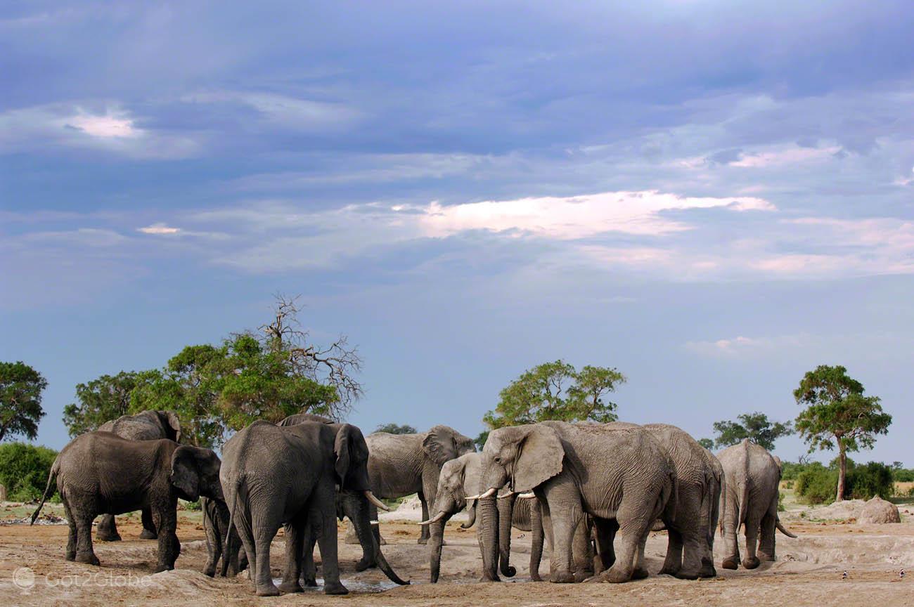 Savuti y los leones devoradores de elefantes | Botswana | Got2Globe