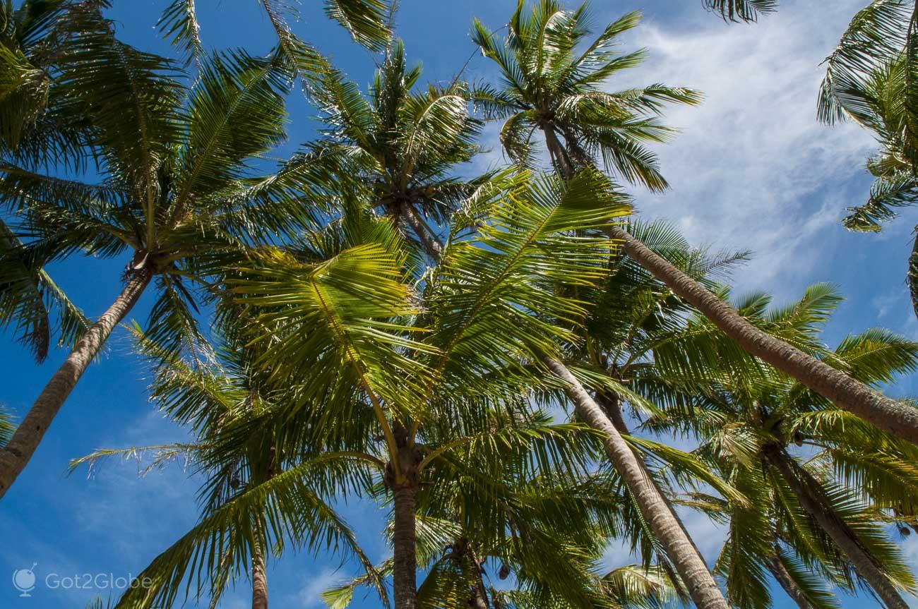 Lifou, Ilhas Lealdade, Nova Caledónia, coqueiros