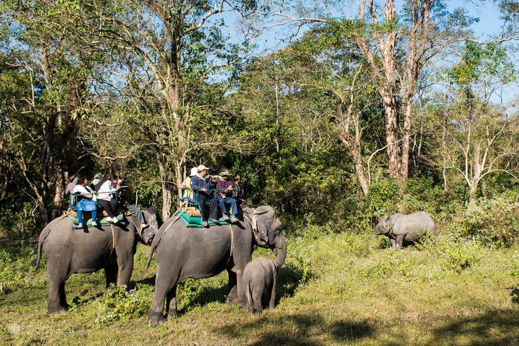 Safari de elefantes, PN Jaldapara, Bengala Ocidental, Índia