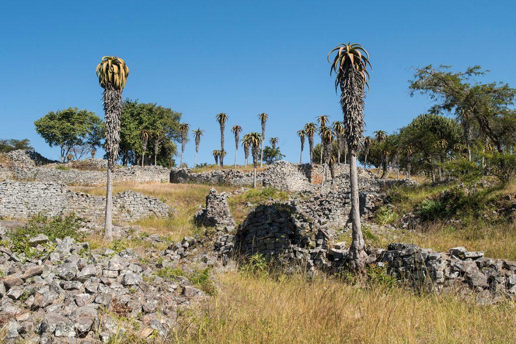 Aloés excelsa junto ao muro do Grande Cercado, Great Zimbabwe