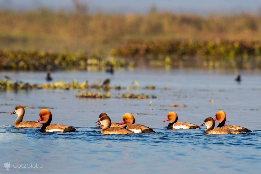 Patos no rio Teesta, em Gajoldoba, Bengala Ocidental, Índia