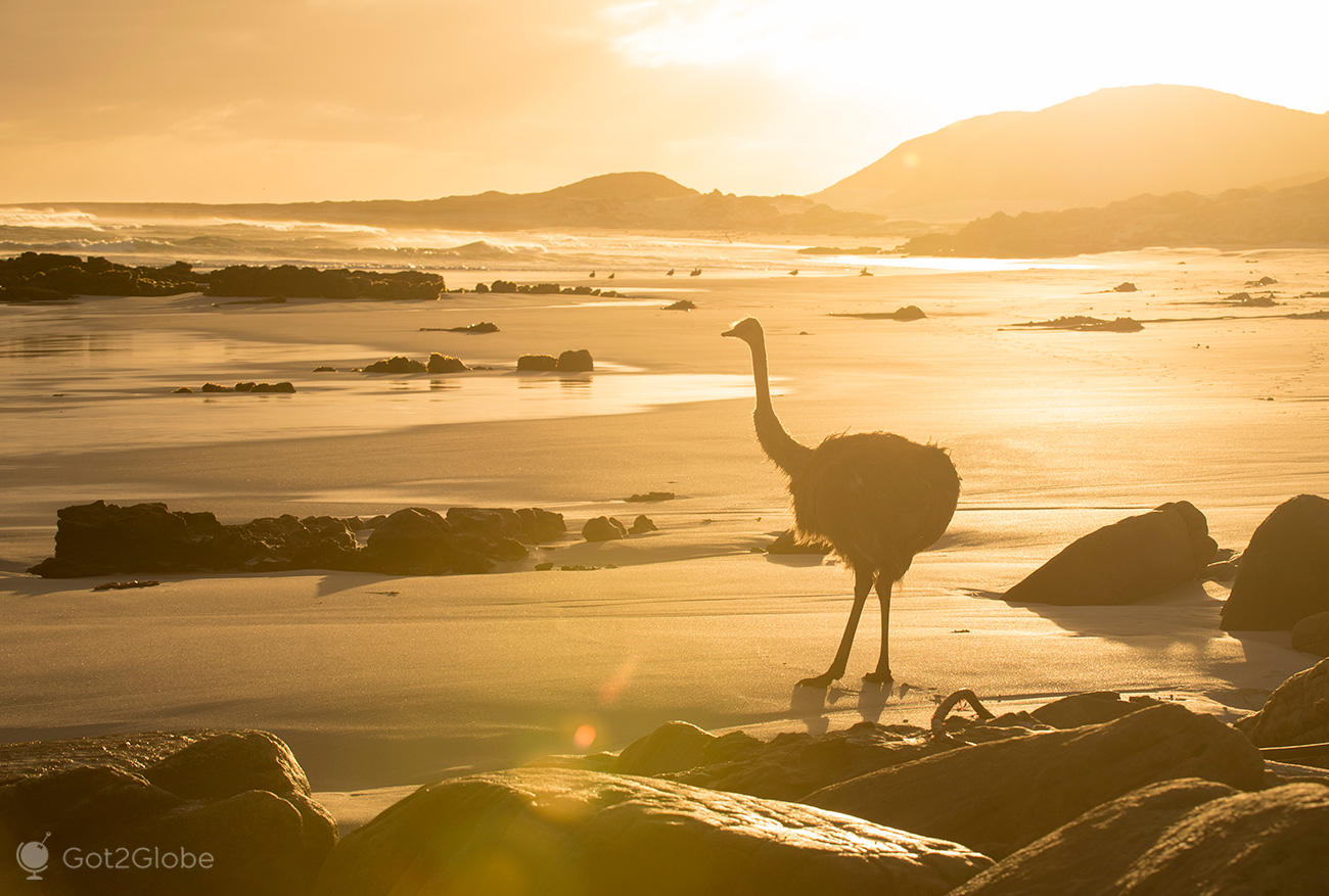 Avestruz no ocaso, Cabo Boa Esperança, África do Sul