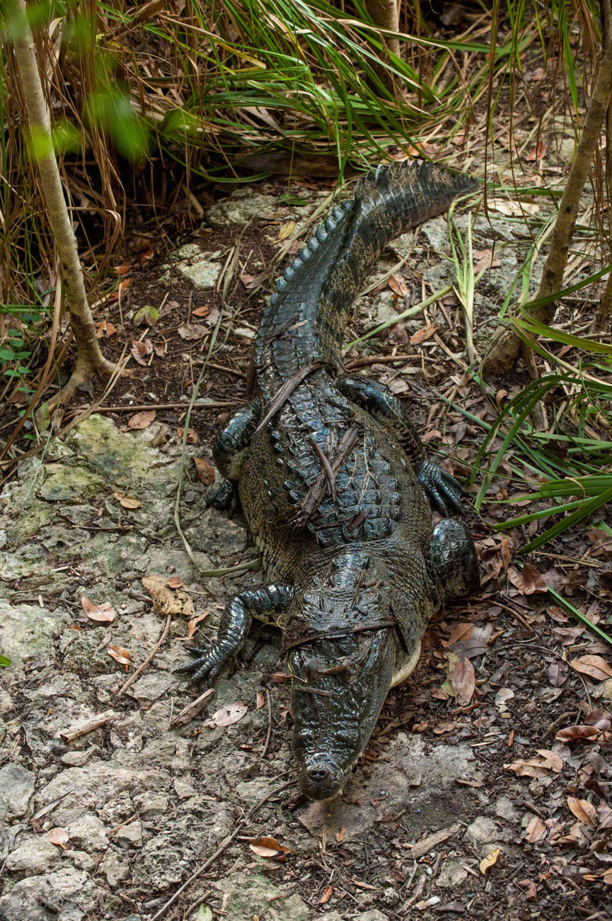 Cobá, viagem às Ruínas Maias, Pac Chen, crocodilo