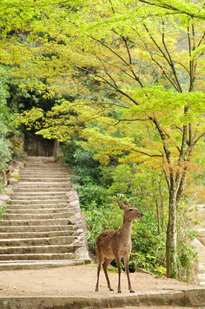 Ilha de Miyajima, Xintoismo e Budismo, Japão, veado