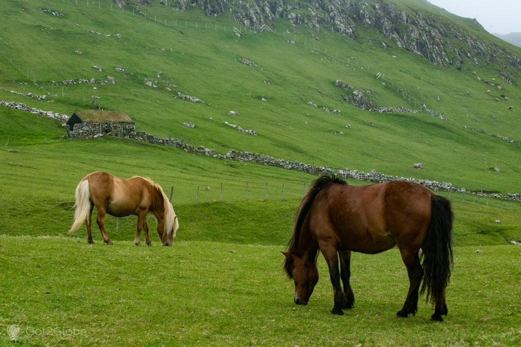 Cavalos em Mykines, Ilhas Faroé