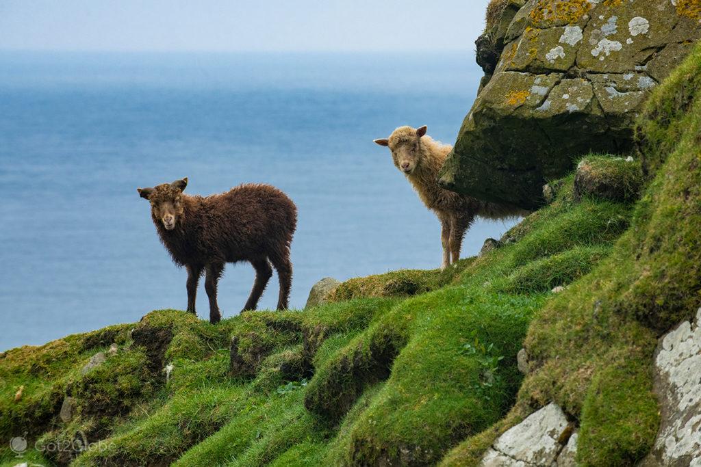 Ovelhas em Mykines, Ilhas Faroé