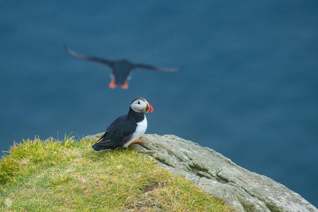 Papagaios-do-mar, Mykines