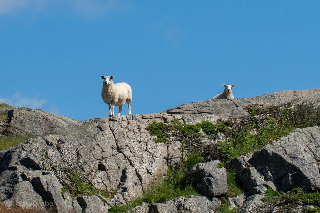 Ovelhas junto ao farol de Eigeroy, Egersund, Noruega