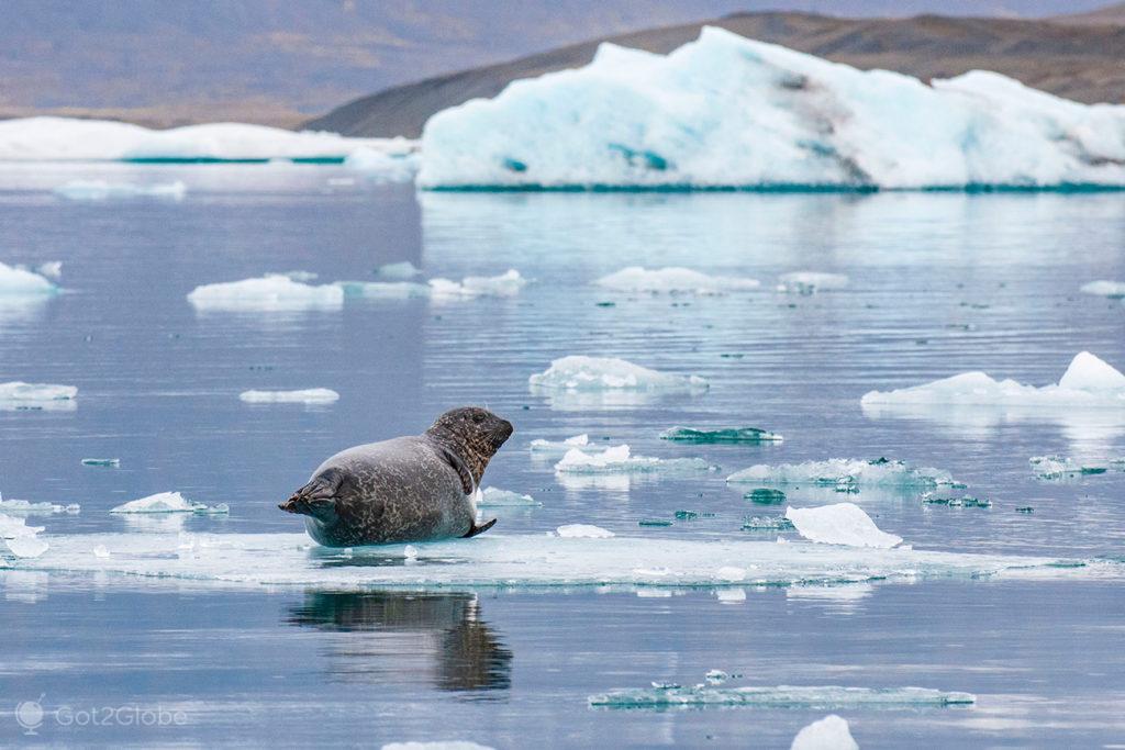 Foca na lagoa de Jökursarlón, Islândia