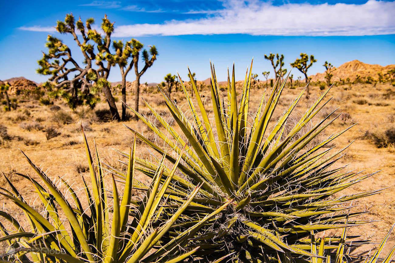 ユッカ・ブレビフォリア Joshua tree しろ