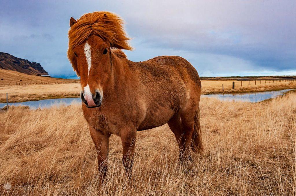 Cavalo boreal, com a crina alongada e penteada à sua esquerda.