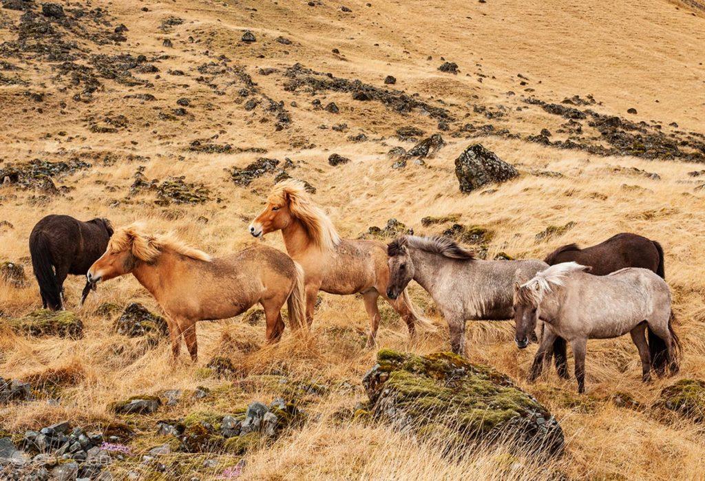 Manada de cavalos, junto a Eldhraum