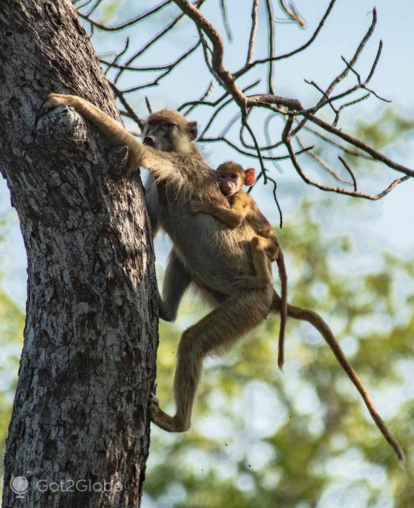 Babuína desce de uma árvore com uma cria às costas