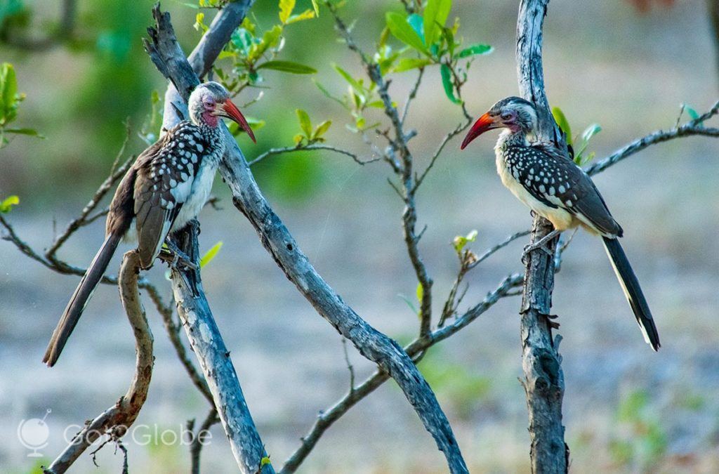 Calaus, uma das espécies de aves mais comuns no PN Liwonde.