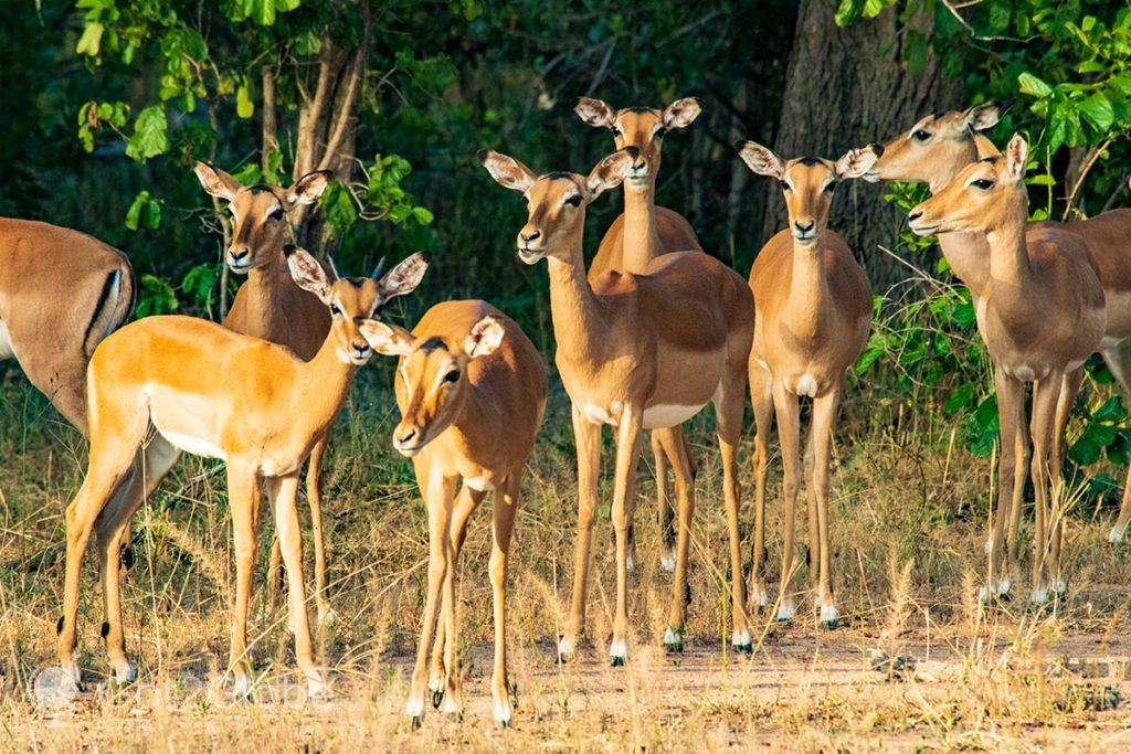 Manada de impalas numa planície do PN Liwonde