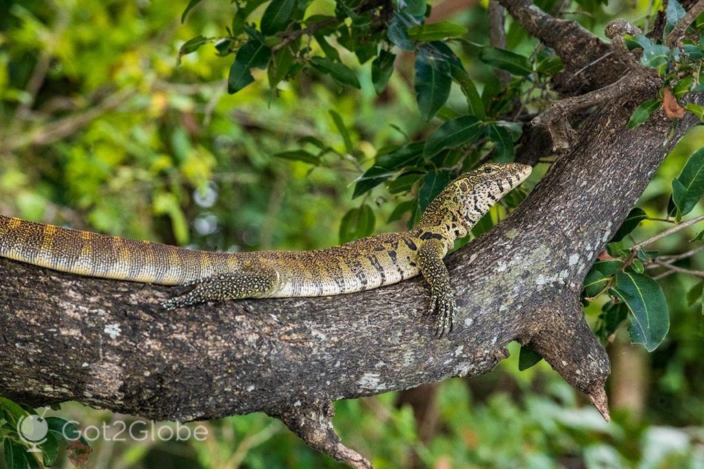 Lagarto monitor recarrega-se ao sol