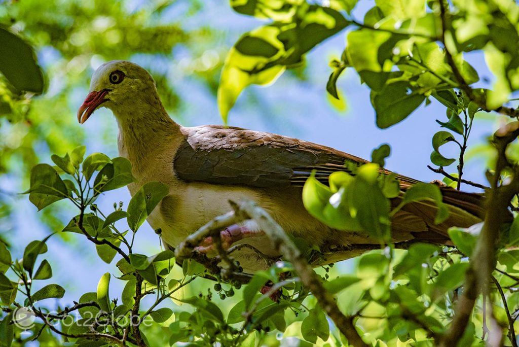 Um pombo-rosa, na reserva de Île-aux-Aigrettes