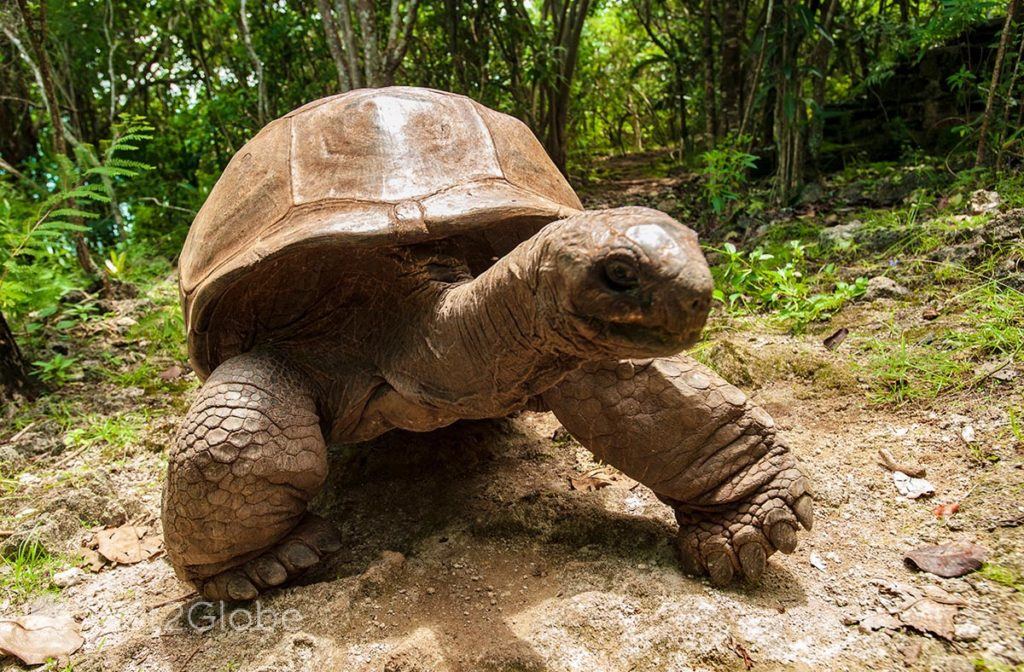 Tartaruga de Aldabra na Île-aux-Aigrettes