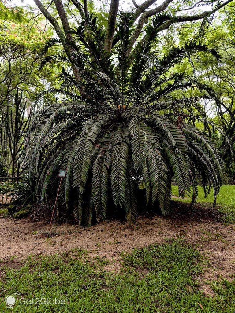 Encephalarto, uma espécie de planta em extinção, protegida no Royal Botanic Garden do Reilly's Rock Hilltop Lodge