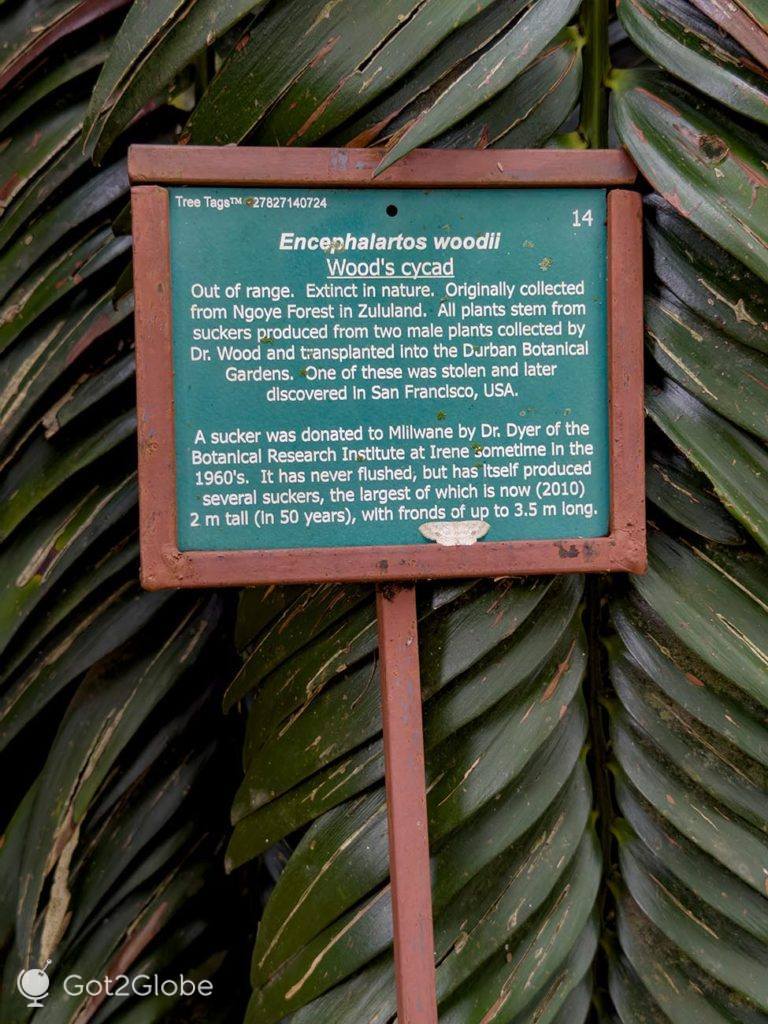 Placa descritiva de um Encephalarto, uma espécie de planta em extinção, protegida no Royal Botanic Garden do Reilly's Rock Hilltop Lodge