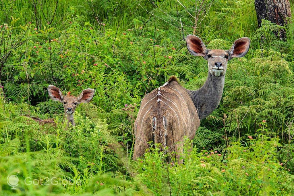 Cudo mãe e uma cria, observam os visitantes que os observam.