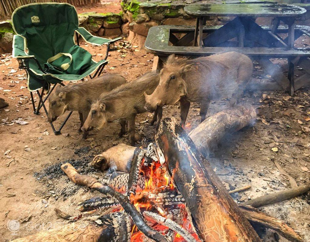 Facocheros aquecem-se numa manhã fria e húmida do Santuário de Vida Selvagem Mlilwane