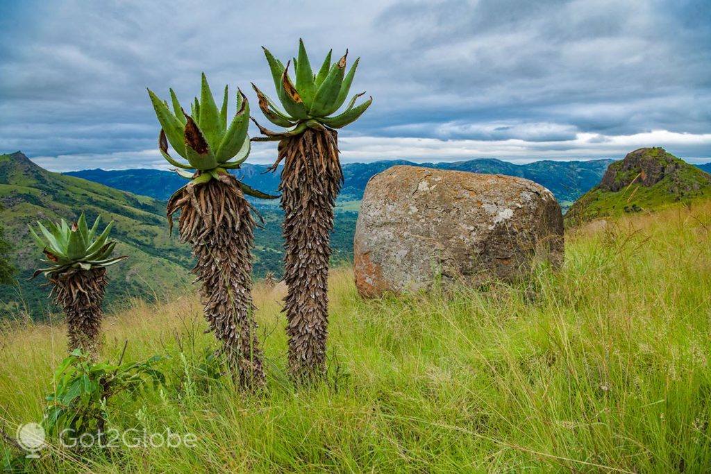 Plantas aloé na cista da montanha Nyonyane