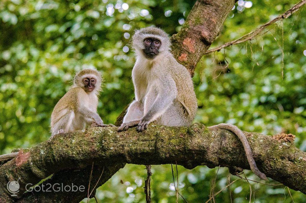 Macacos-vervet em modo de observação