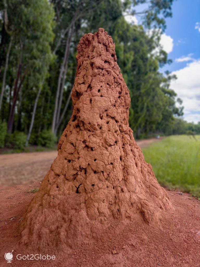 Termiteira na estrada de acesso ao Reilly's Hilltop Lodge