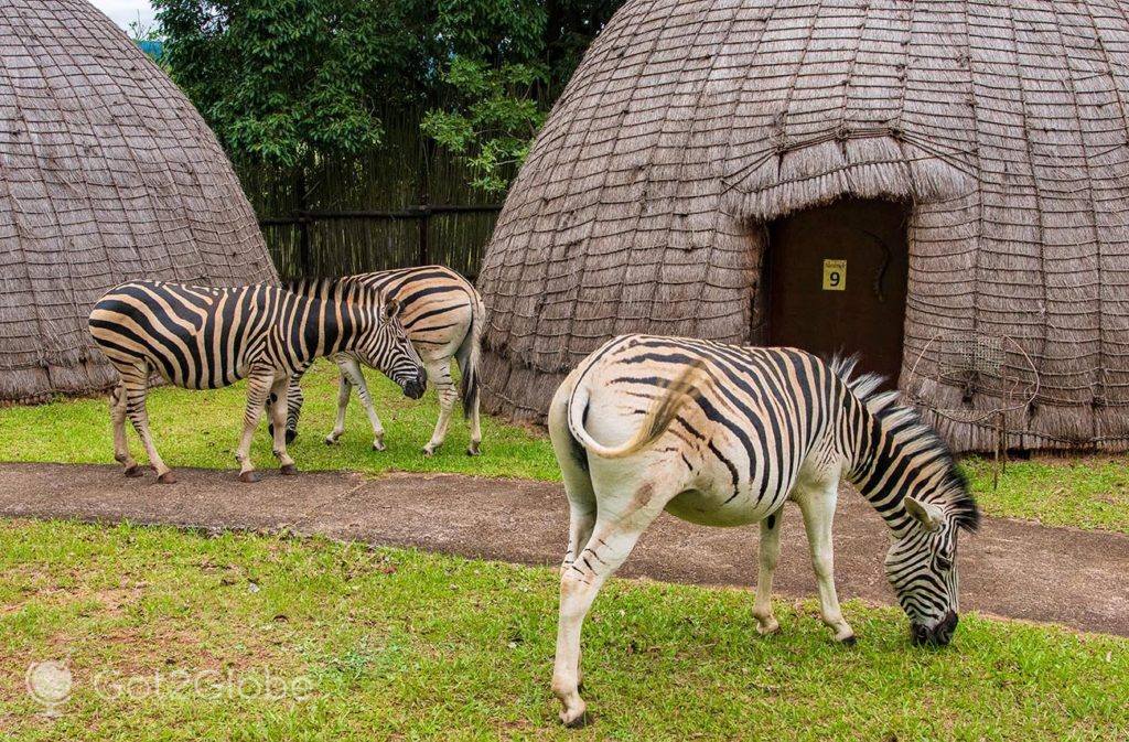 Zebras pastam entre cabanas colmeia tradicionais